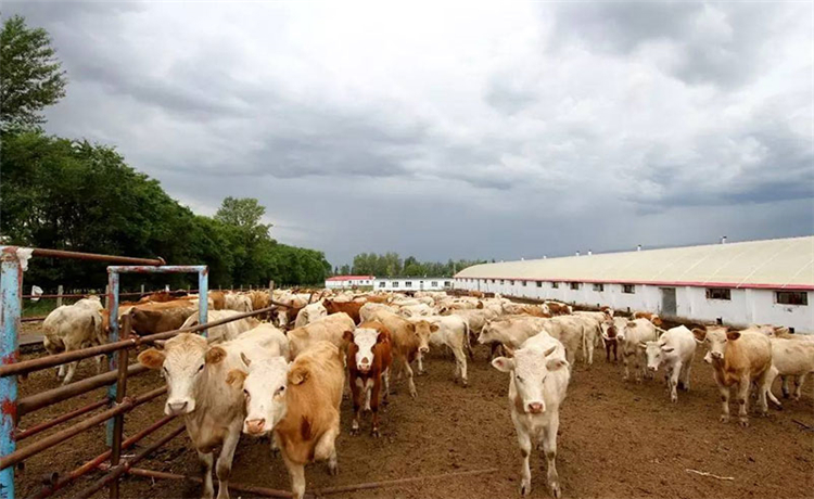 1751446256960697 1.jpg